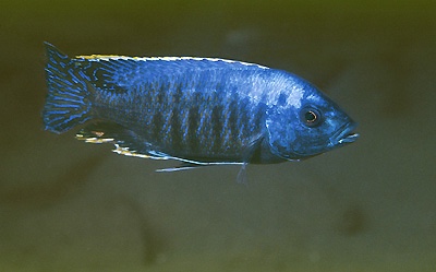 Protomelas insignis 'Gome'